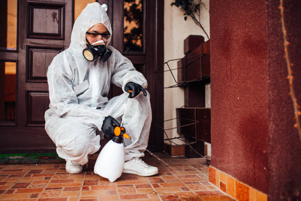 Attic and Crawl Space Rodent Treatment in Corning