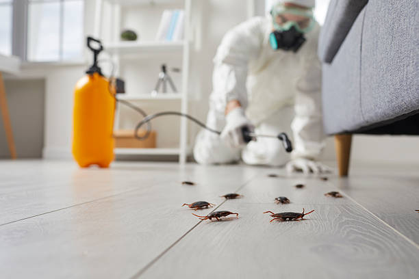 Commercial Rodent Management in Corning